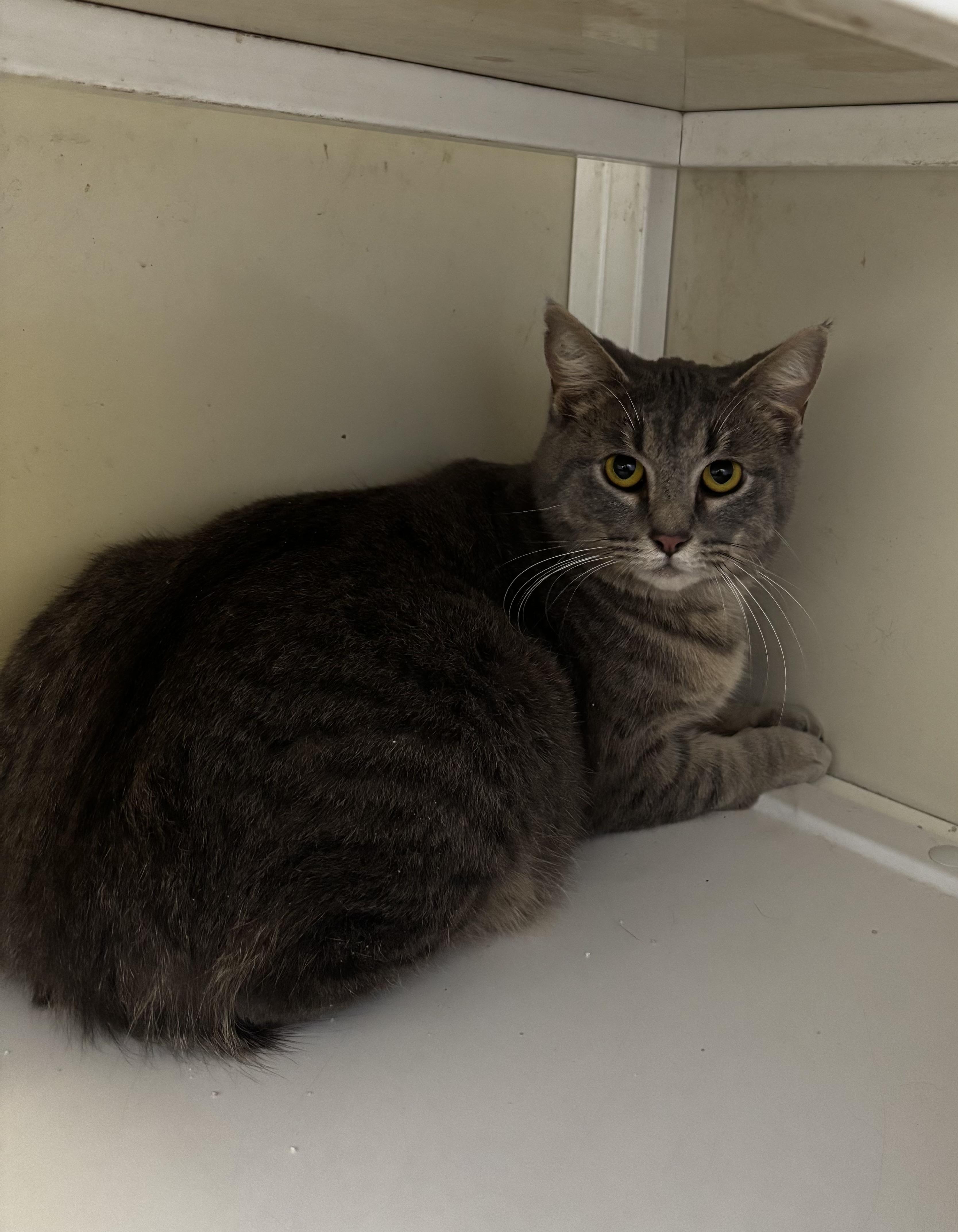 Enlarge Faith, a ADOPTABLE Domestic Short Hair in White Cloud, MI image 1/1