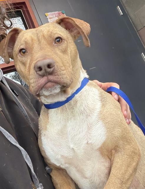 Enlarge WILLIE, a Adoptable Pit Bull Terrier in Redlands, CA image 1/1