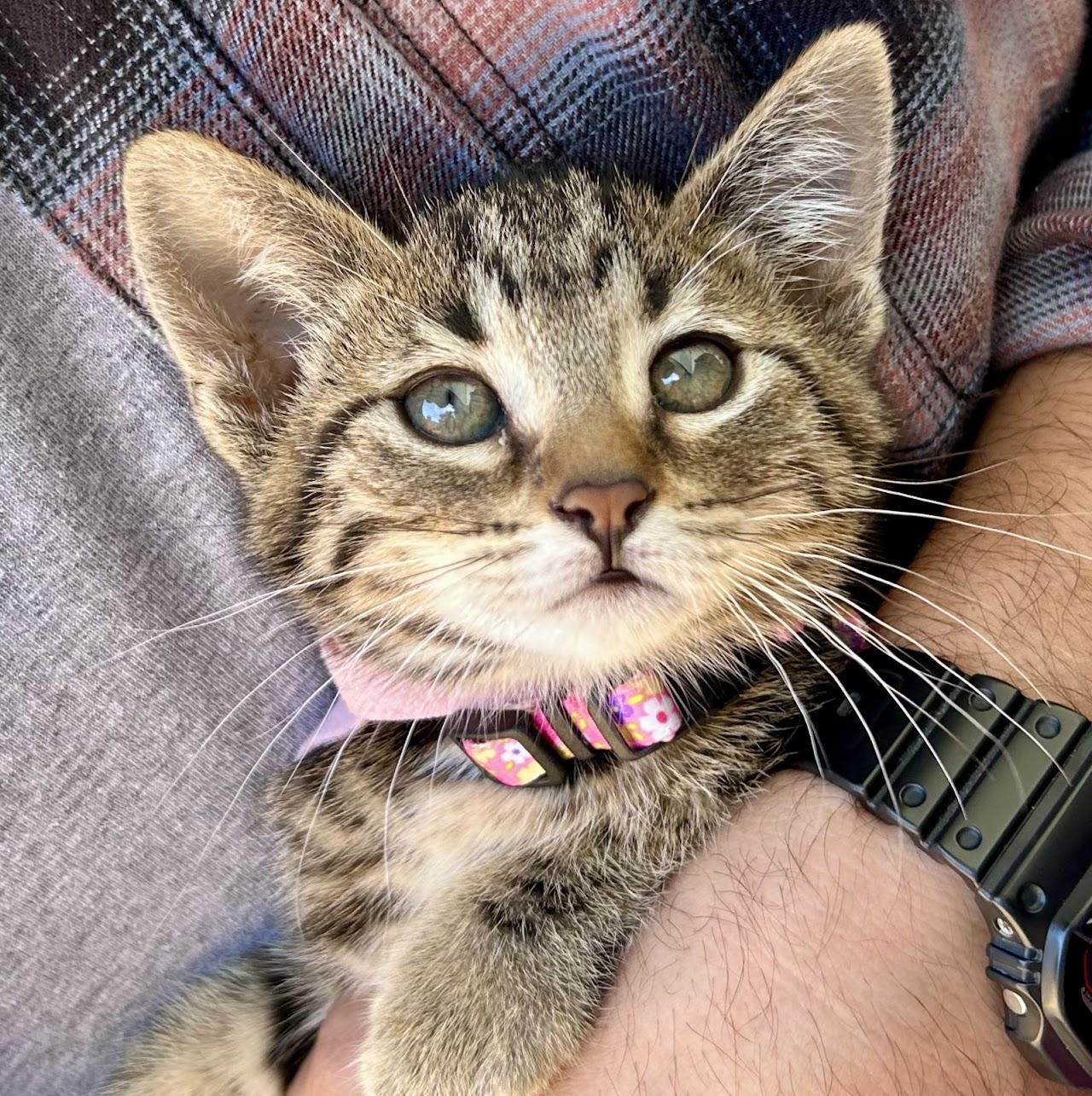 Enlarge Teela, a Adoptable mixed breed in Greenfield, CA image 1/1