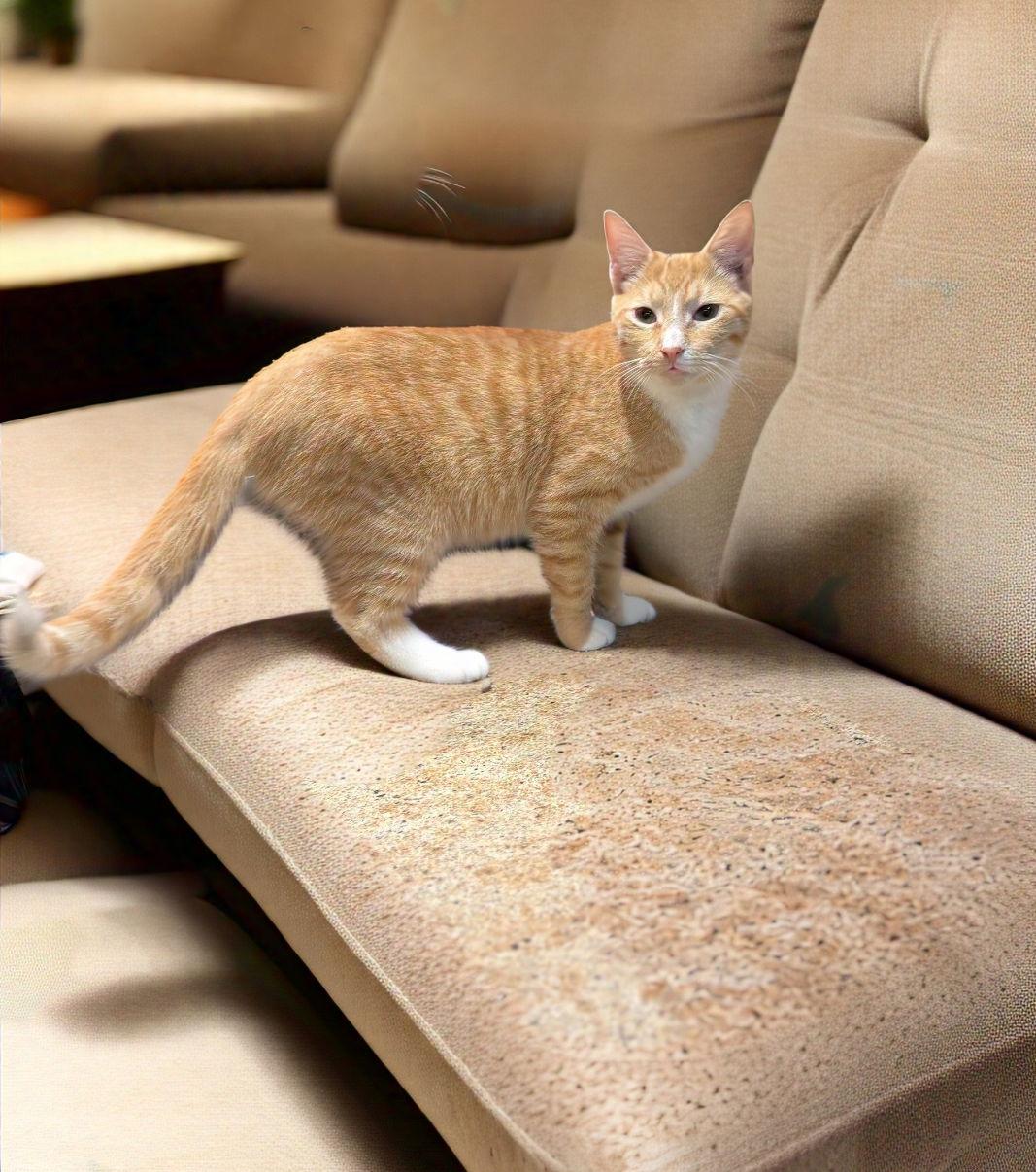 Enlarge Garcia, a Adoptable Domestic Short Hair in Land O Lakes, FL image 1/1