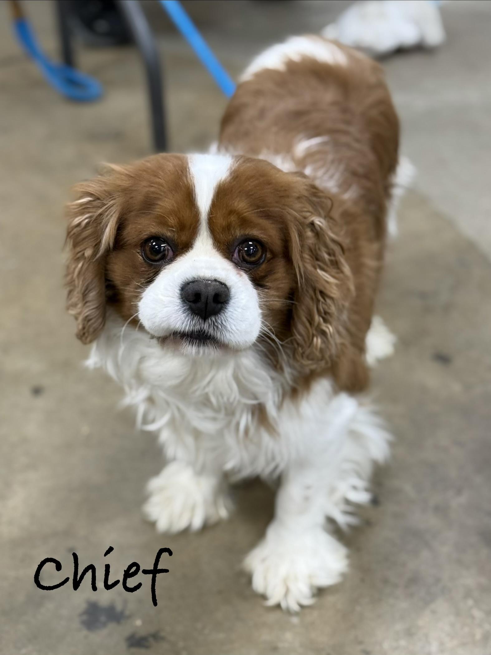 Enlarge CHIEF, an adopted Cavalier King Charles Spaniel in Ashland, OH image 4/5