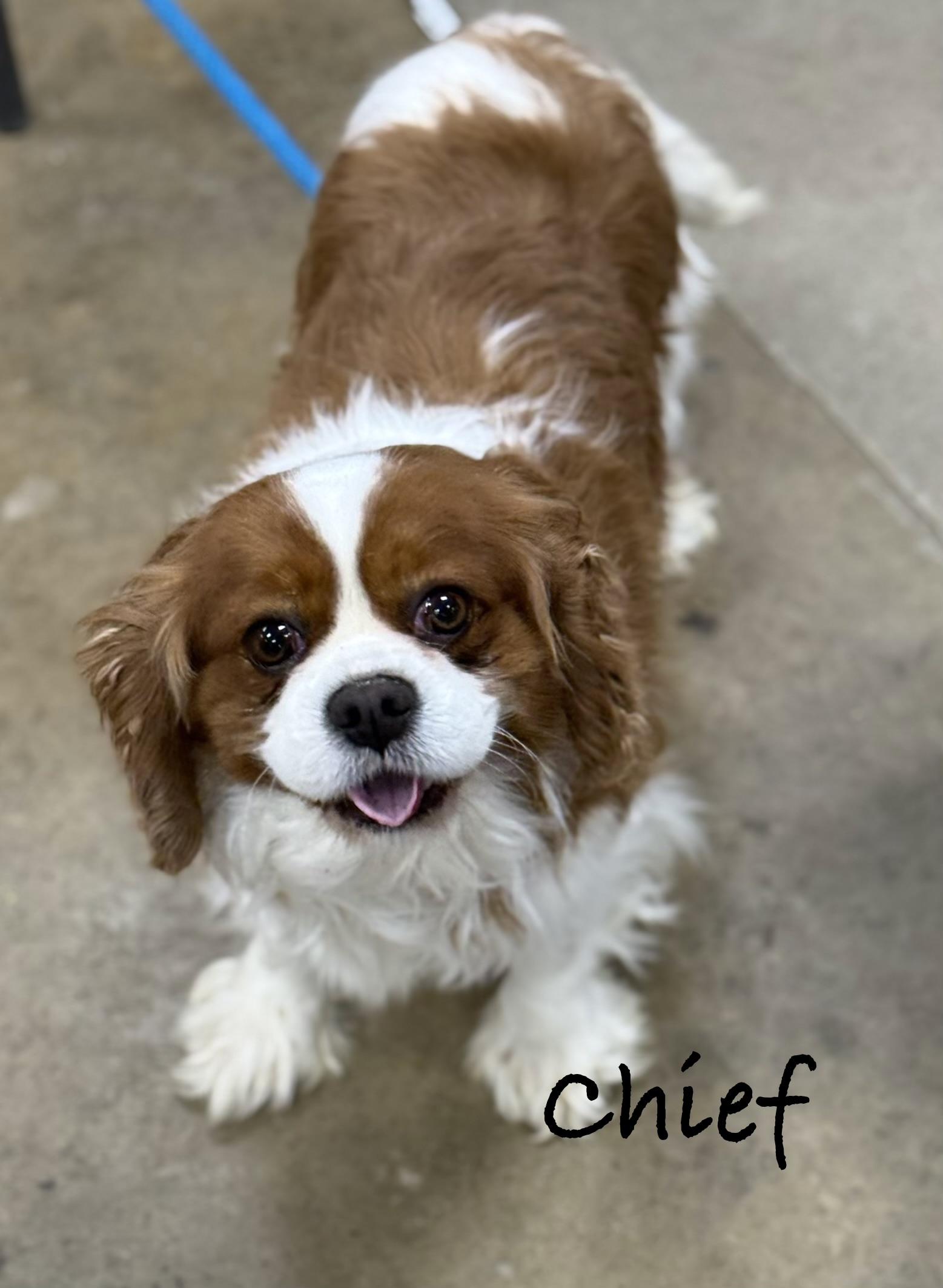 Enlarge CHIEF, an adopted Cavalier King Charles Spaniel in Ashland, OH image 3/5