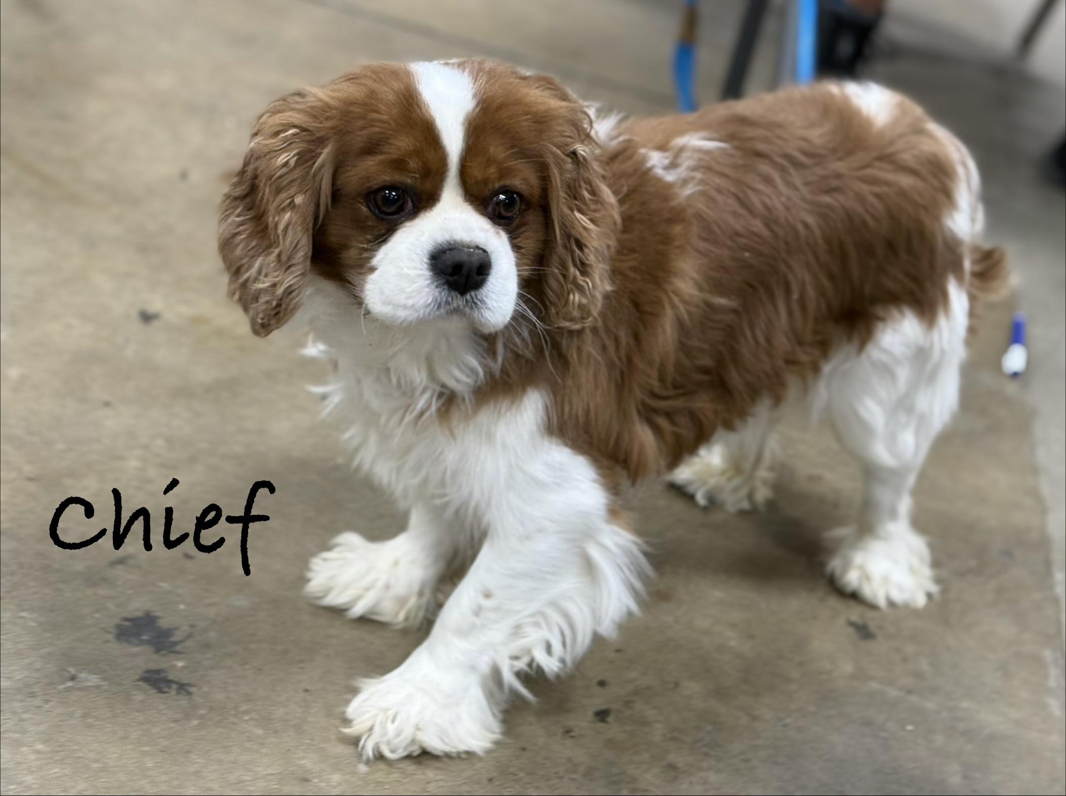Enlarge CHIEF, an adopted Cavalier King Charles Spaniel in Ashland, OH image 5/5