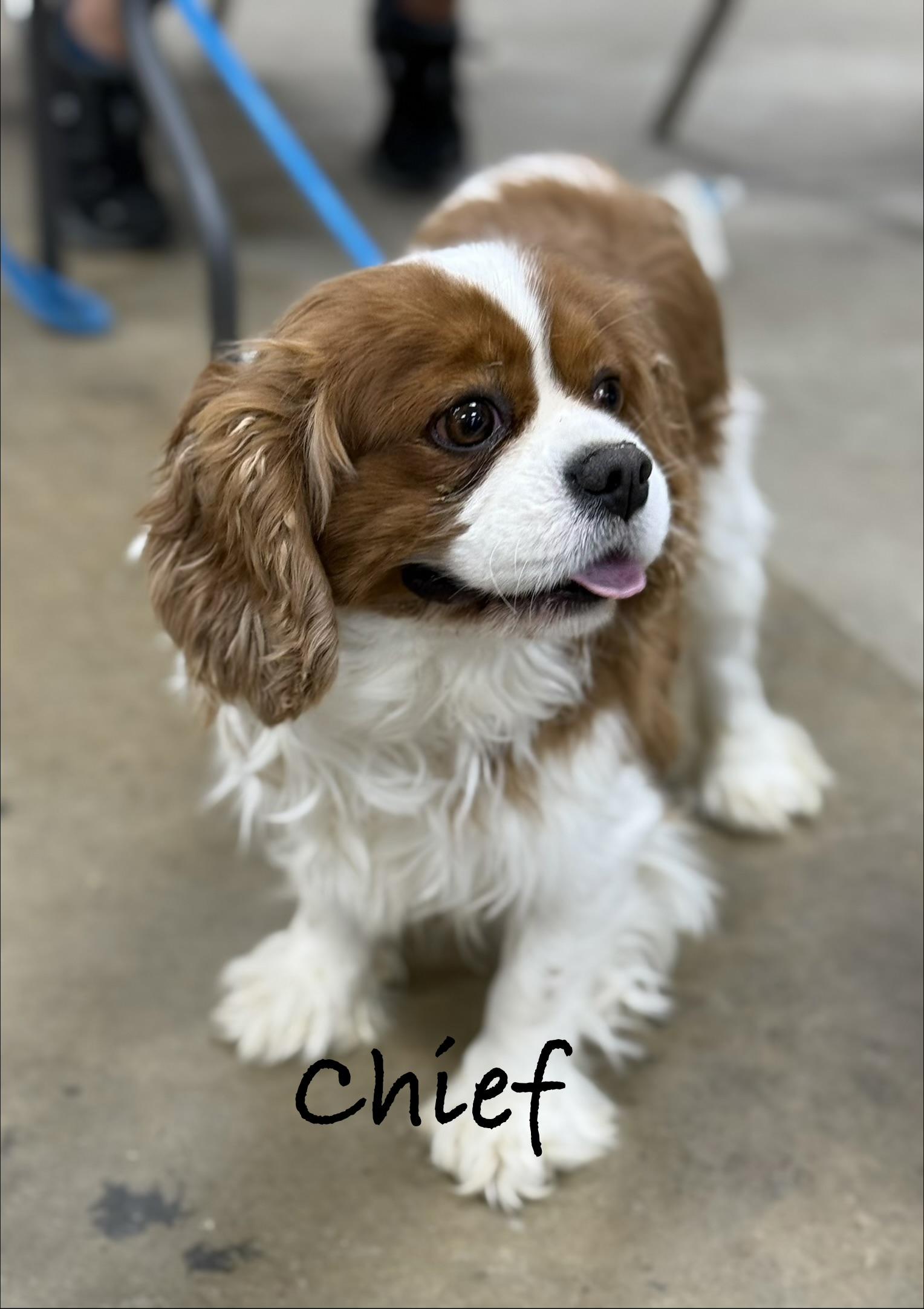 Enlarge CHIEF, an adopted Cavalier King Charles Spaniel in Ashland, OH image 2/5