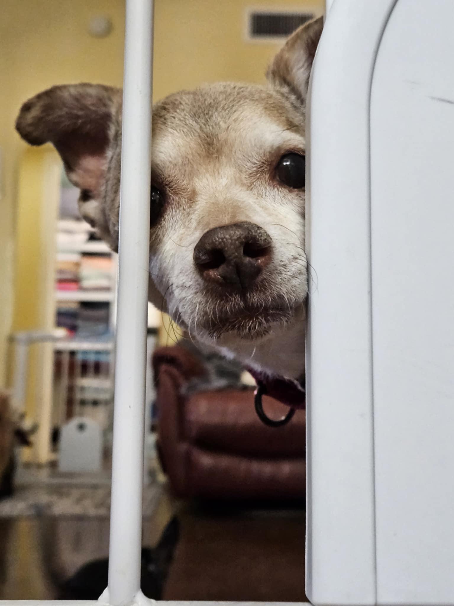 Dakota (aka: Kota), a Adoptable Chihuahua in New River, AZ image 2/4