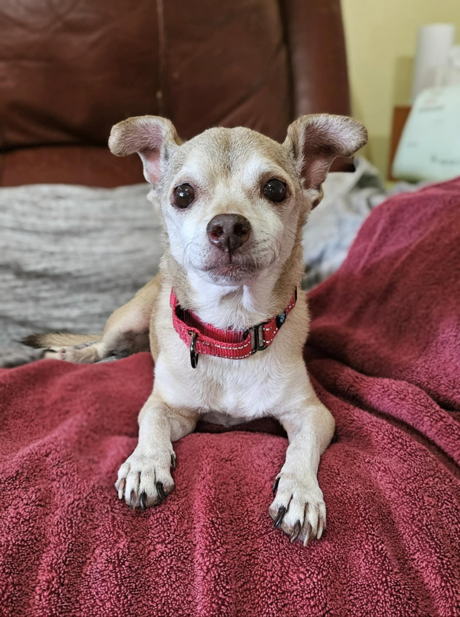 Dakota (aka: Kota), Adoptable, Senior Male Chihuahua.