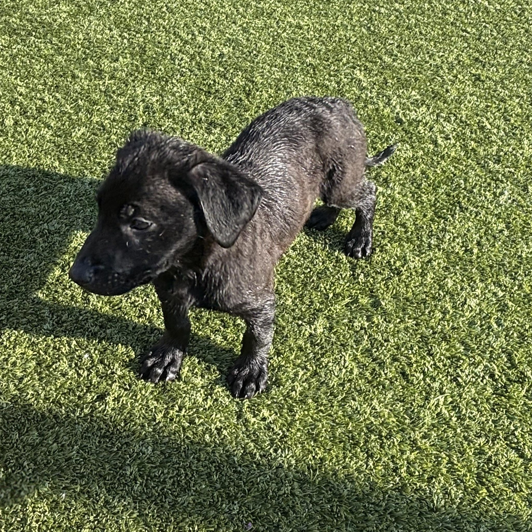 Enlarge Sneezy, a Adoptable mixed breed in Liberty, MO image 4/6