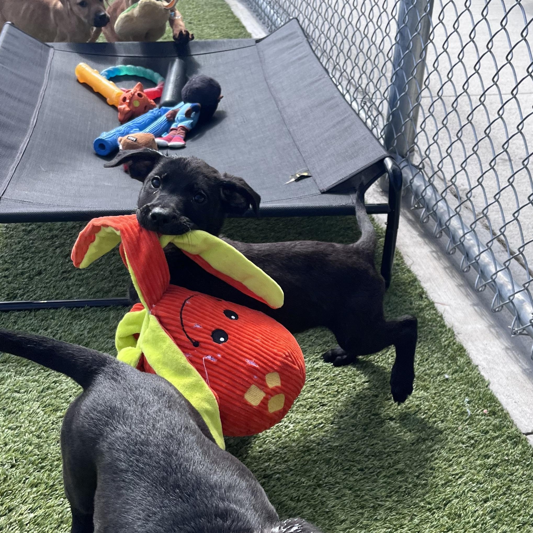 Enlarge Sneezy, a Adoptable mixed breed in Liberty, MO image 1/6