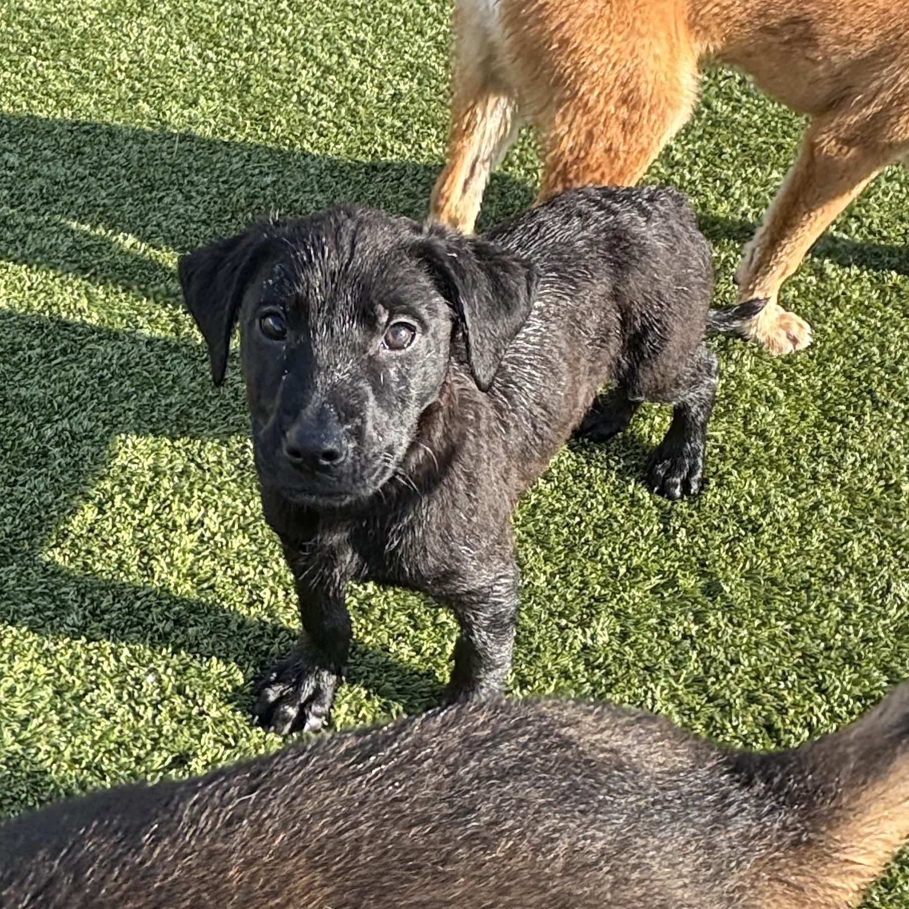 Enlarge Sneezy, a Adoptable mixed breed in Liberty, MO image 3/6