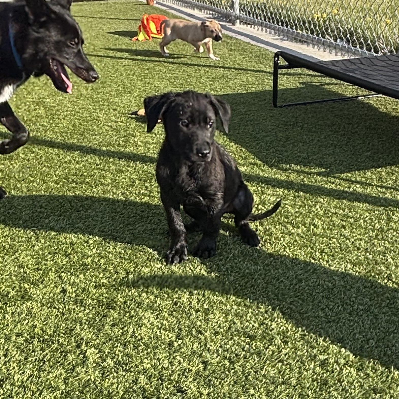 Enlarge Sneezy, a Adoptable mixed breed in Liberty, MO image 5/6