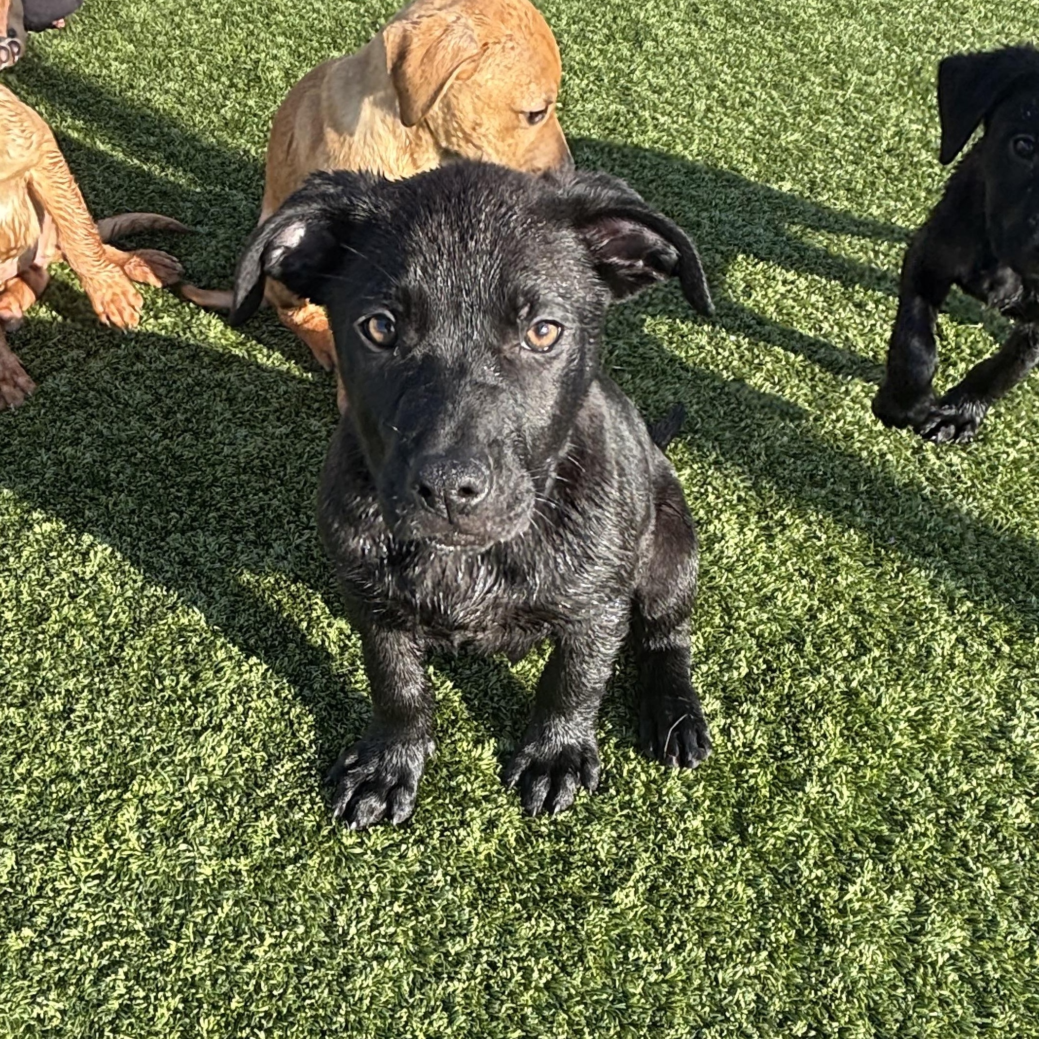 Enlarge Sneezy, a Adoptable mixed breed in Liberty, MO image 6/6
