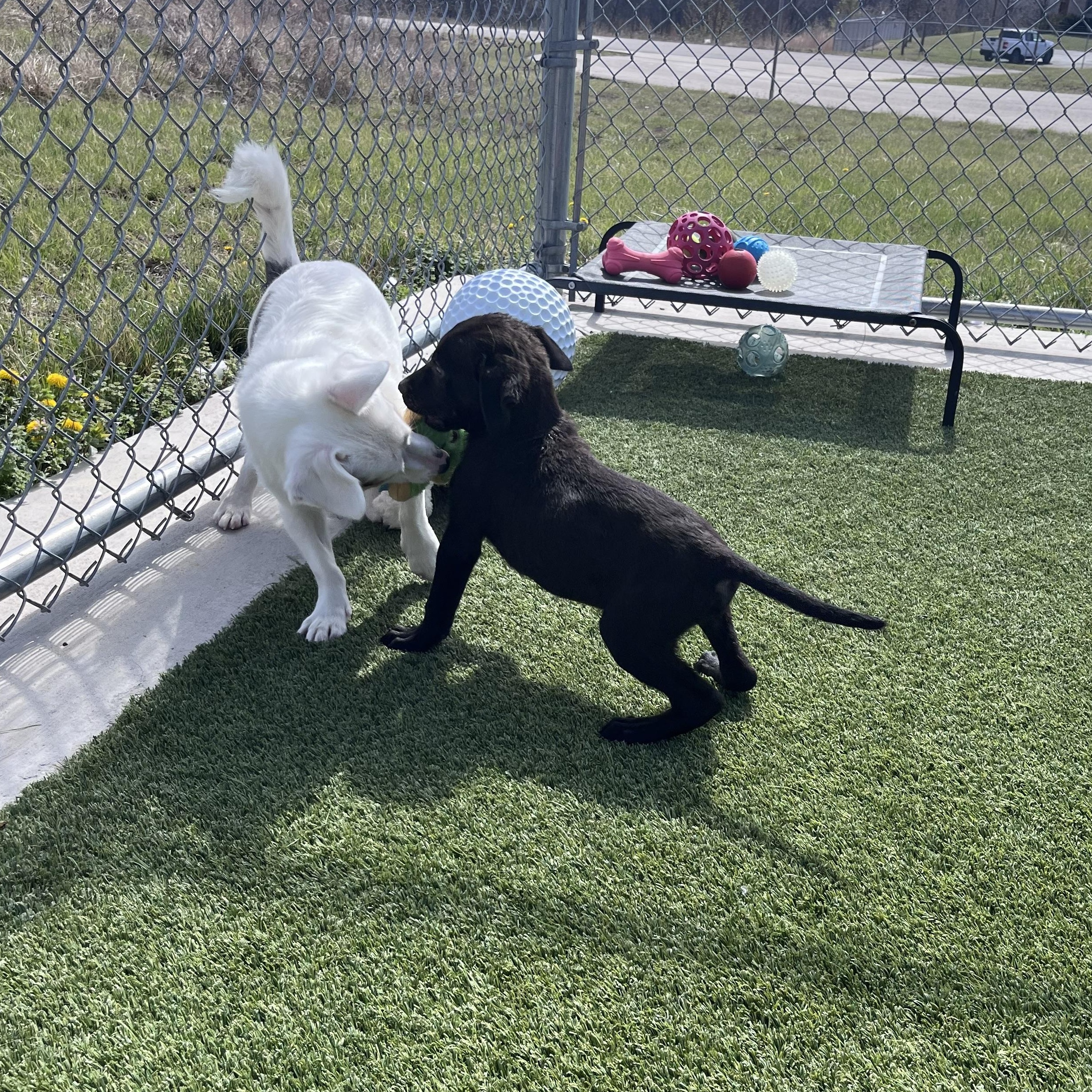 Enlarge Sneezy, a Adoptable mixed breed in Liberty, MO image 2/6