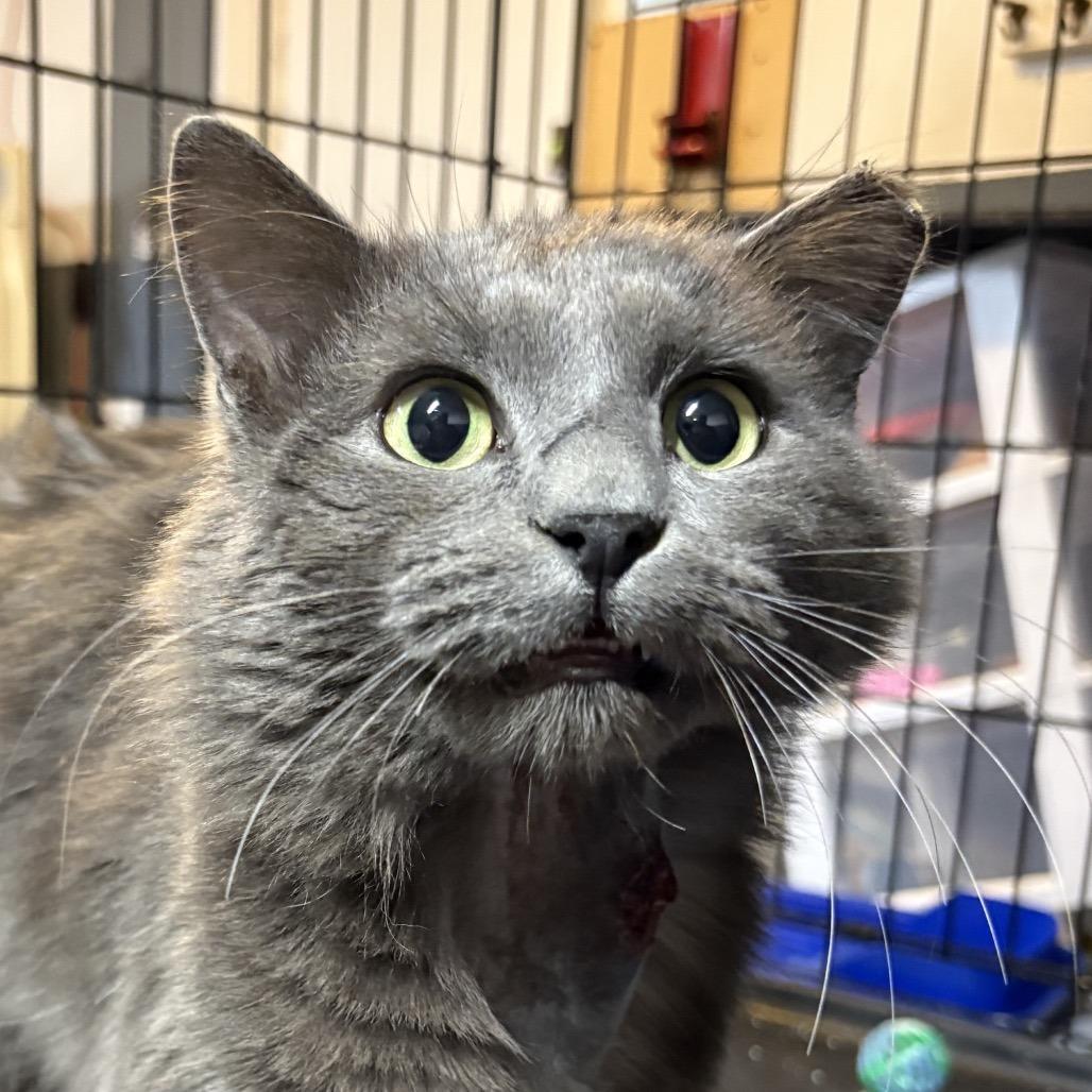 Enlarge Haymitch **Off-Site Foster Home**, a Adoptable Domestic Medium Hair in Troy, IL image 1/1