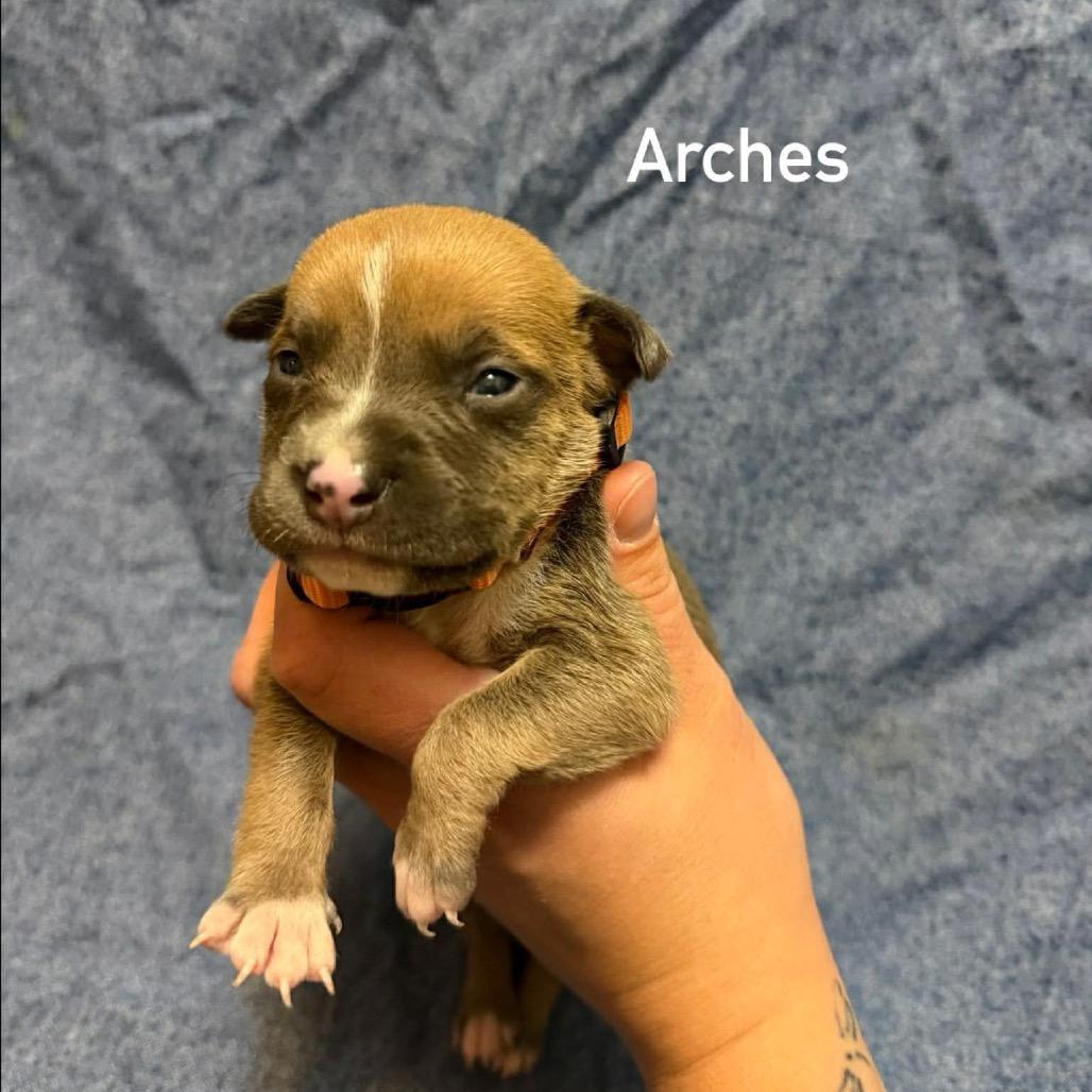Enlarge Arches, a Adoptable Pit Bull Terrier in Brainerd, MN image 1/5