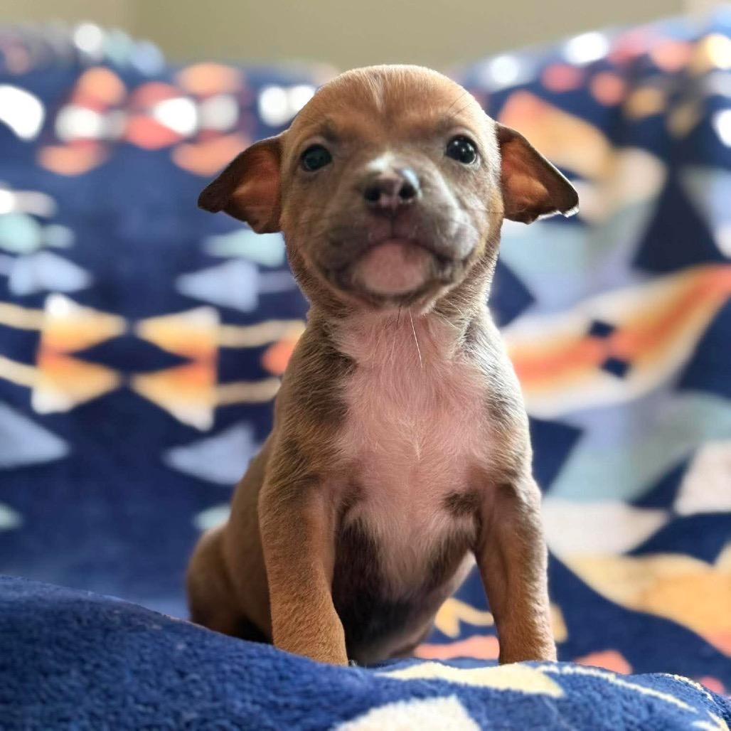 Enlarge Arches, a Adoptable Pit Bull Terrier in Brainerd, MN image 2/5