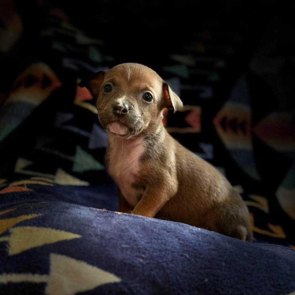 Enlarge Arches, a Adoptable Pit Bull Terrier in Brainerd, MN image 3/5