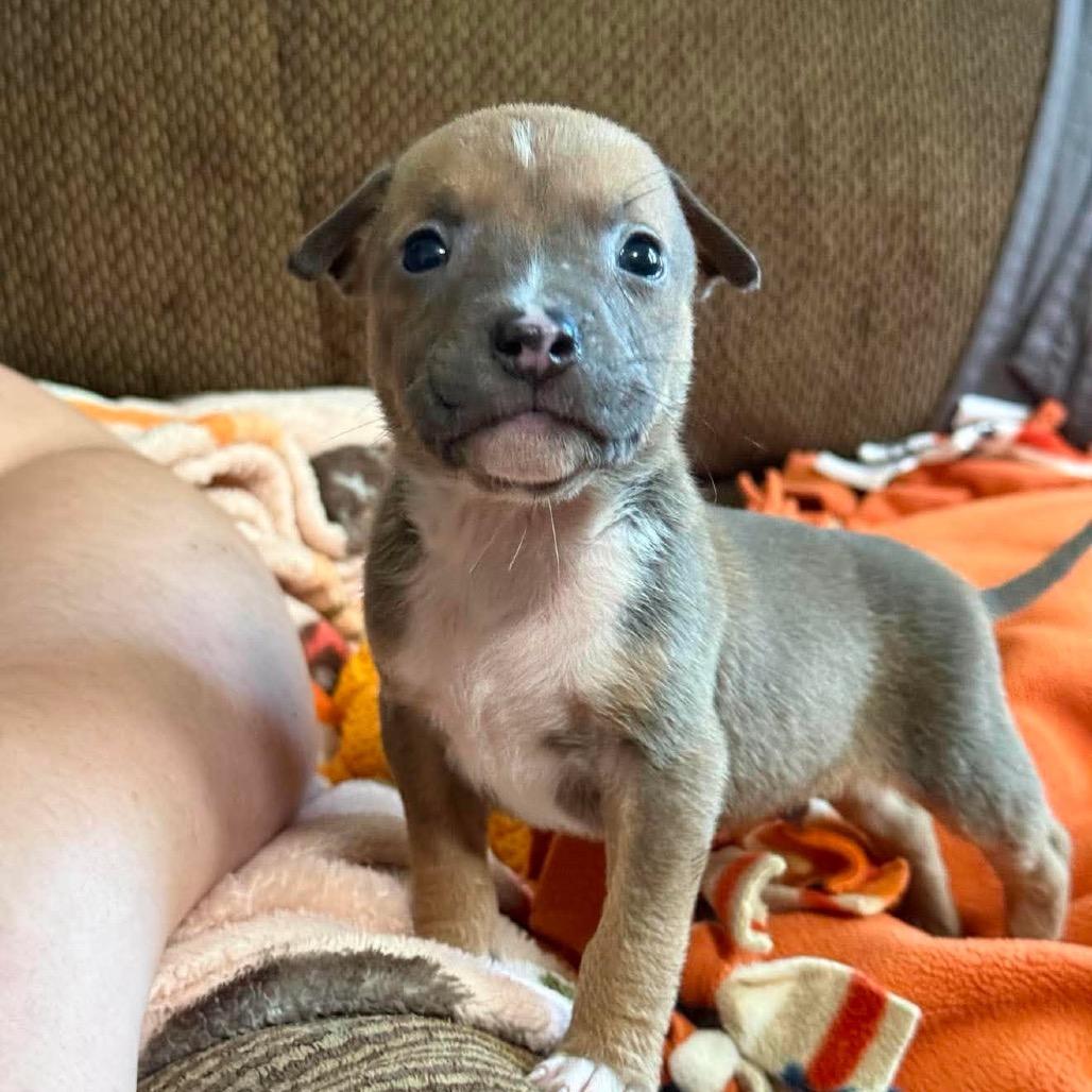 Enlarge Arches, a Adoptable Pit Bull Terrier in Brainerd, MN image 5/5