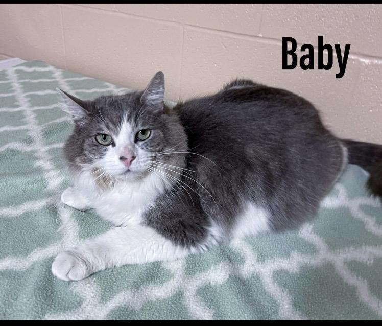 Enlarge Baby, a ADOPTABLE Domestic Long Hair in Cincinnati, OH image 1/3
