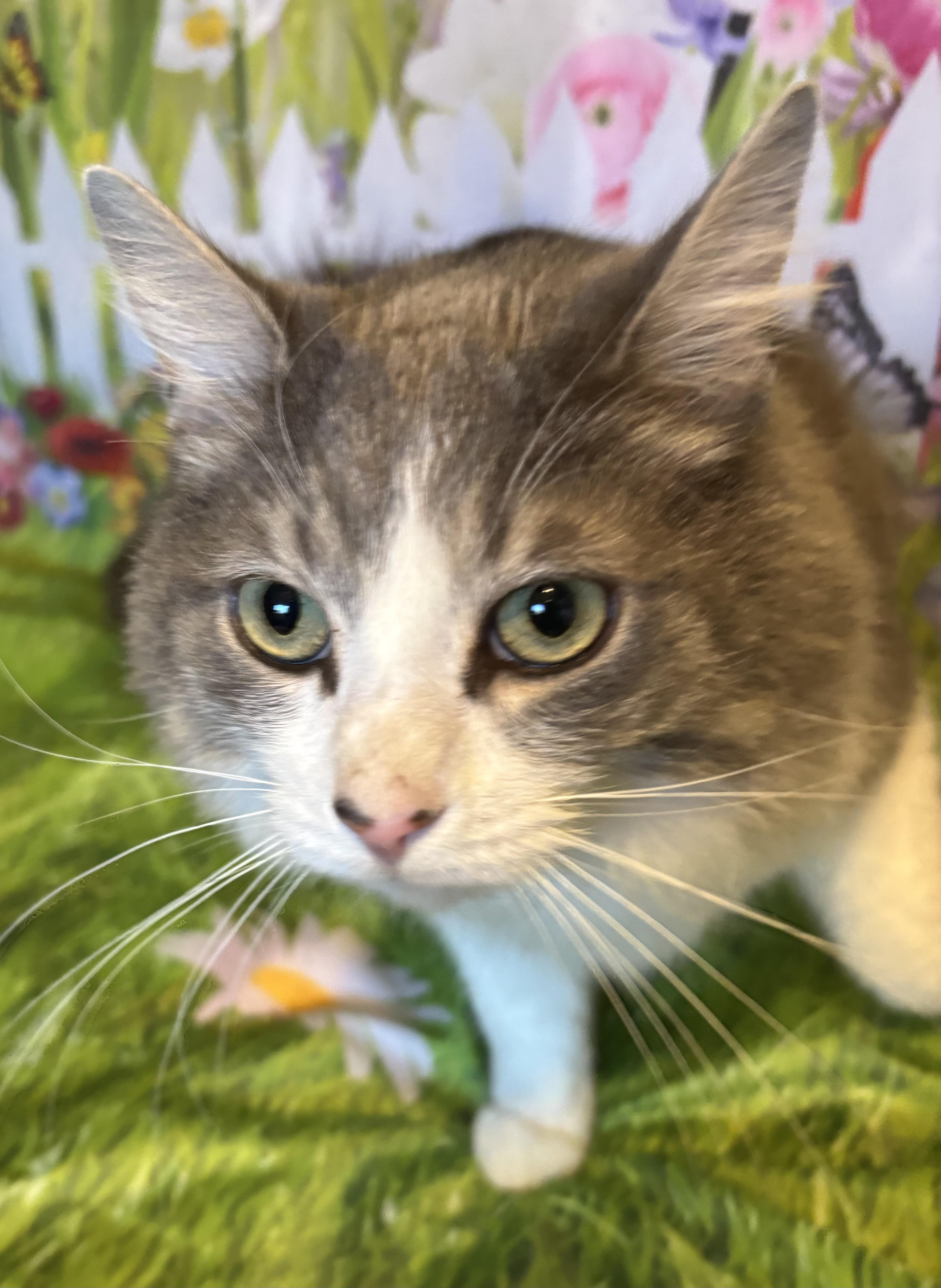 Baby, ADOPTABLE, Adult Female Domestic Long Hair.