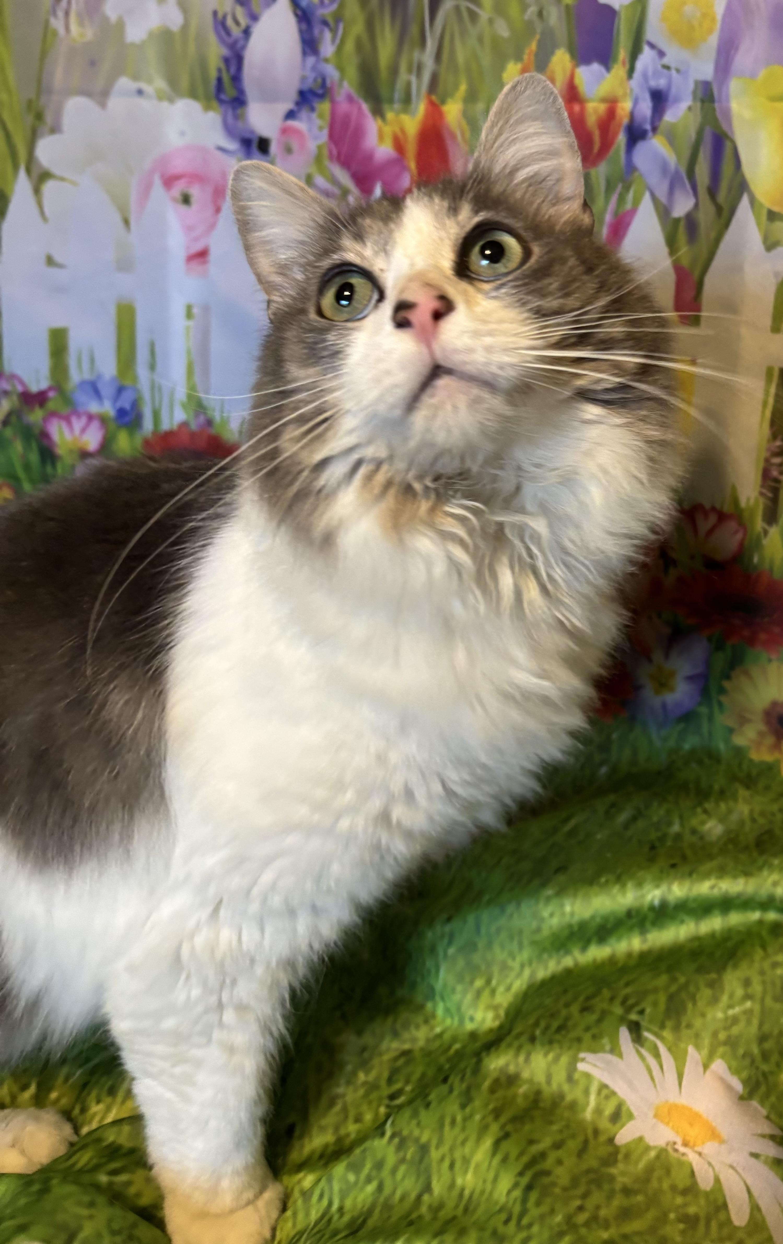 Baby, adopted, Adult Female Domestic Long Hair.