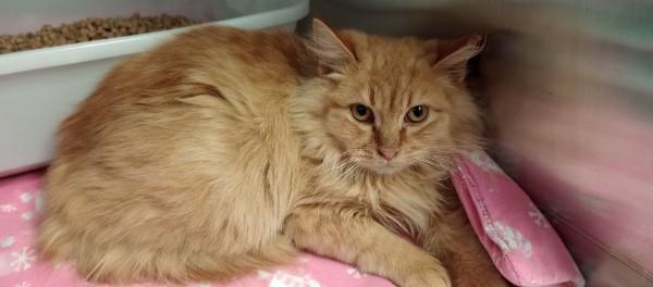 Enlarge Gingerbread, an adoptable Domestic Long Hair in Duluth, GA image 3/6