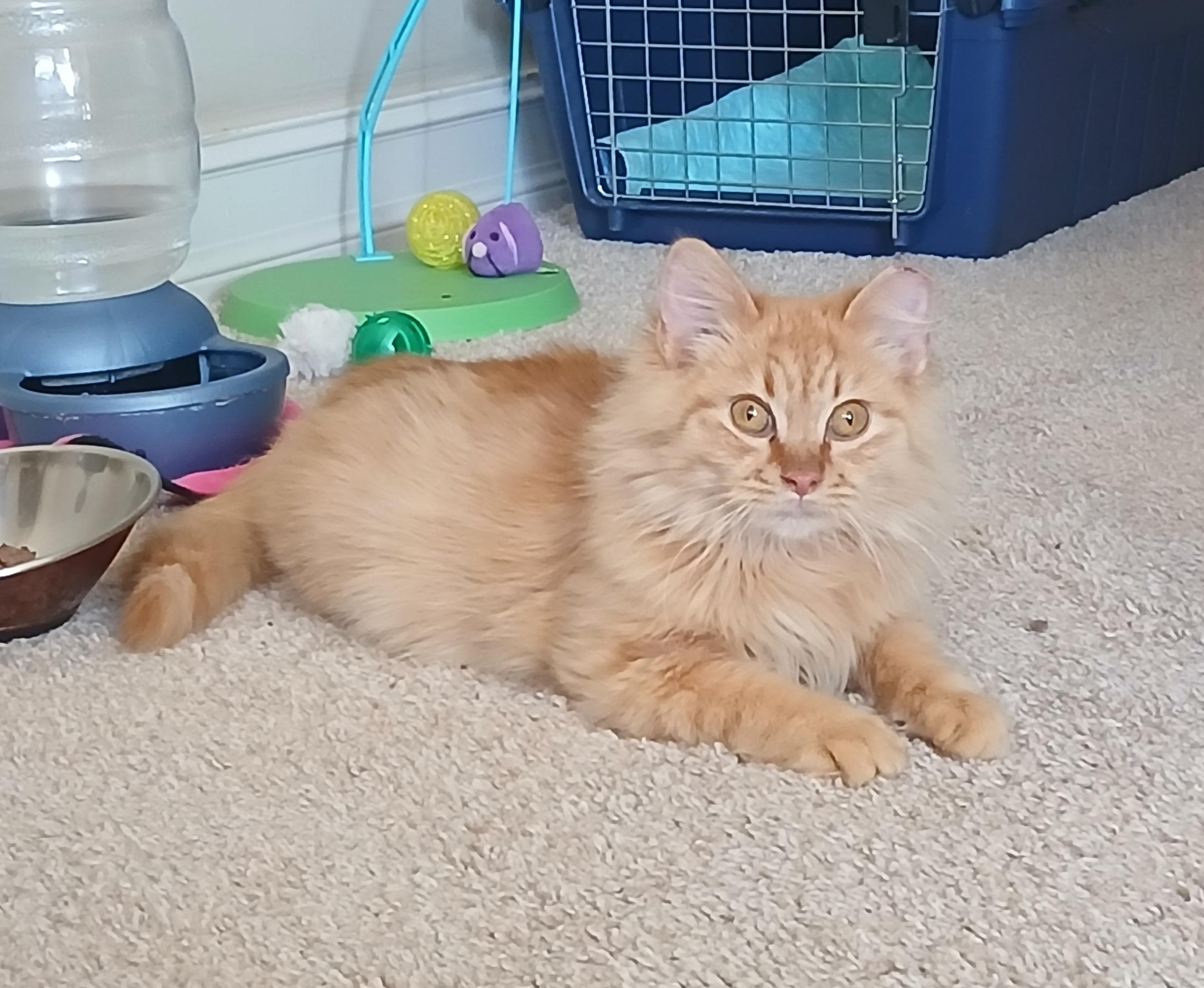 Enlarge Gingerbread, an adoptable Domestic Long Hair in Duluth, GA image 1/6