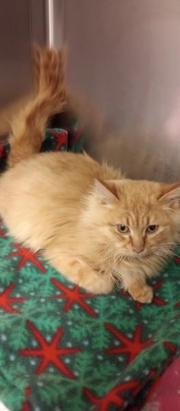 Enlarge Gingerbread, an adoptable Domestic Long Hair in Duluth, GA image 2/6