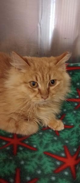 Enlarge Gingerbread, an adoptable Domestic Long Hair in Duluth, GA image 5/6