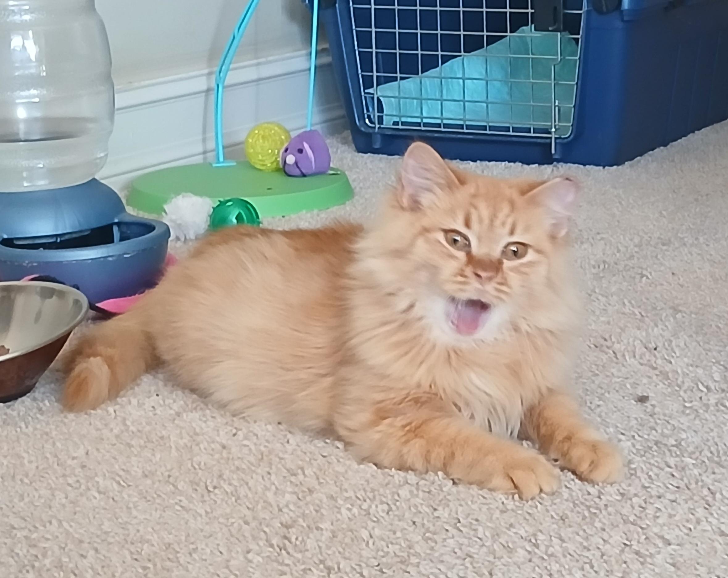 Enlarge Gingerbread, an adoptable Domestic Long Hair in Duluth, GA image 4/6
