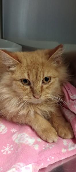 Enlarge Gingerbread, an adoptable Domestic Long Hair in Duluth, GA image 6/6