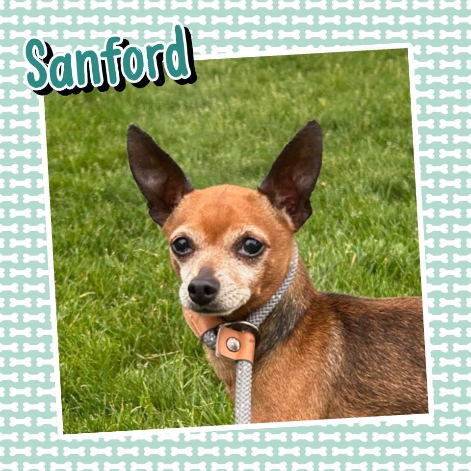 Sanford, a Adoptable Chihuahua in Hudson, IL image 1/4