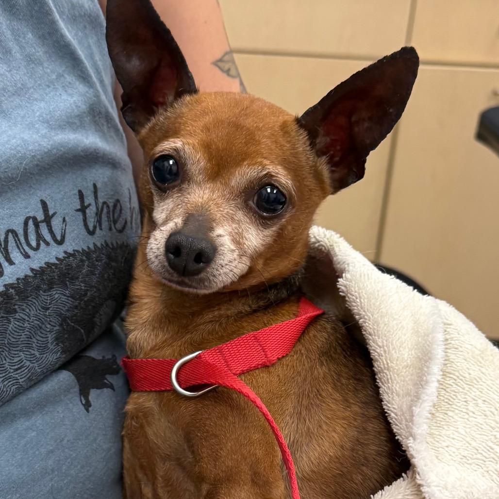 Sanford, a Adoptable Chihuahua in Hudson, IL image 2/4