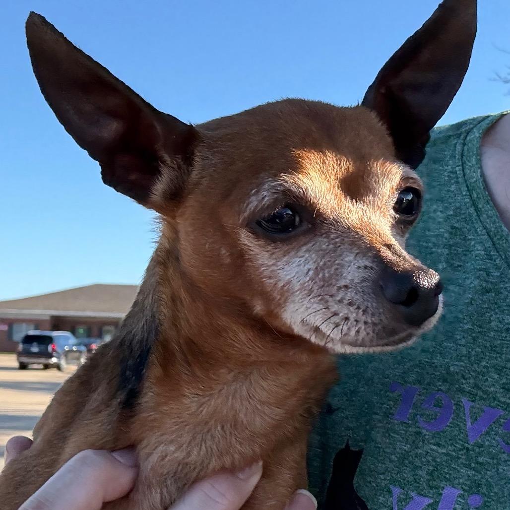 Sanford, a Adoptable Chihuahua in Hudson, IL image 3/4