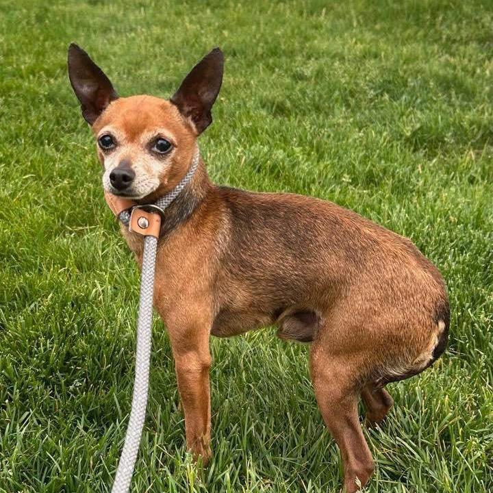 Sanford, a Adoptable Chihuahua in Hudson, IL image 4/4