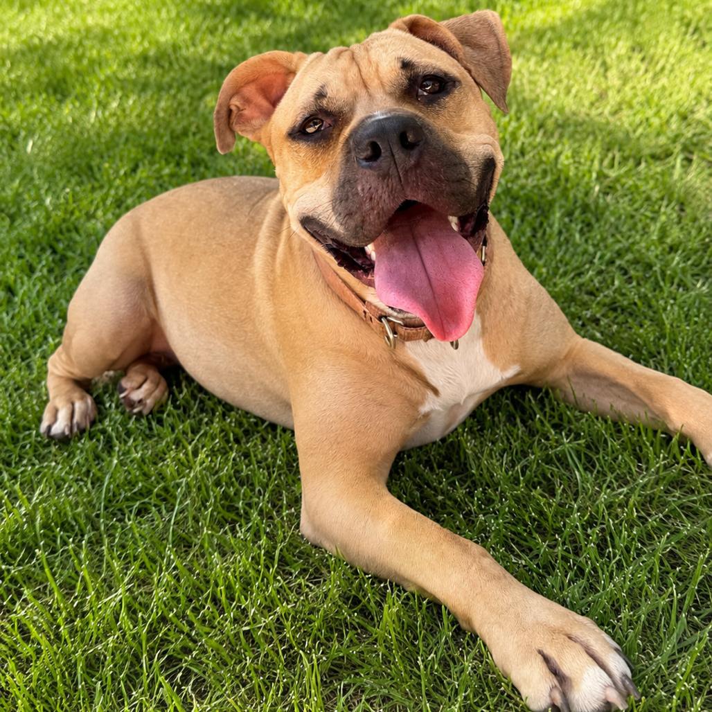 Nova Love, Adoptable, Adult Female Mixed Breed.
