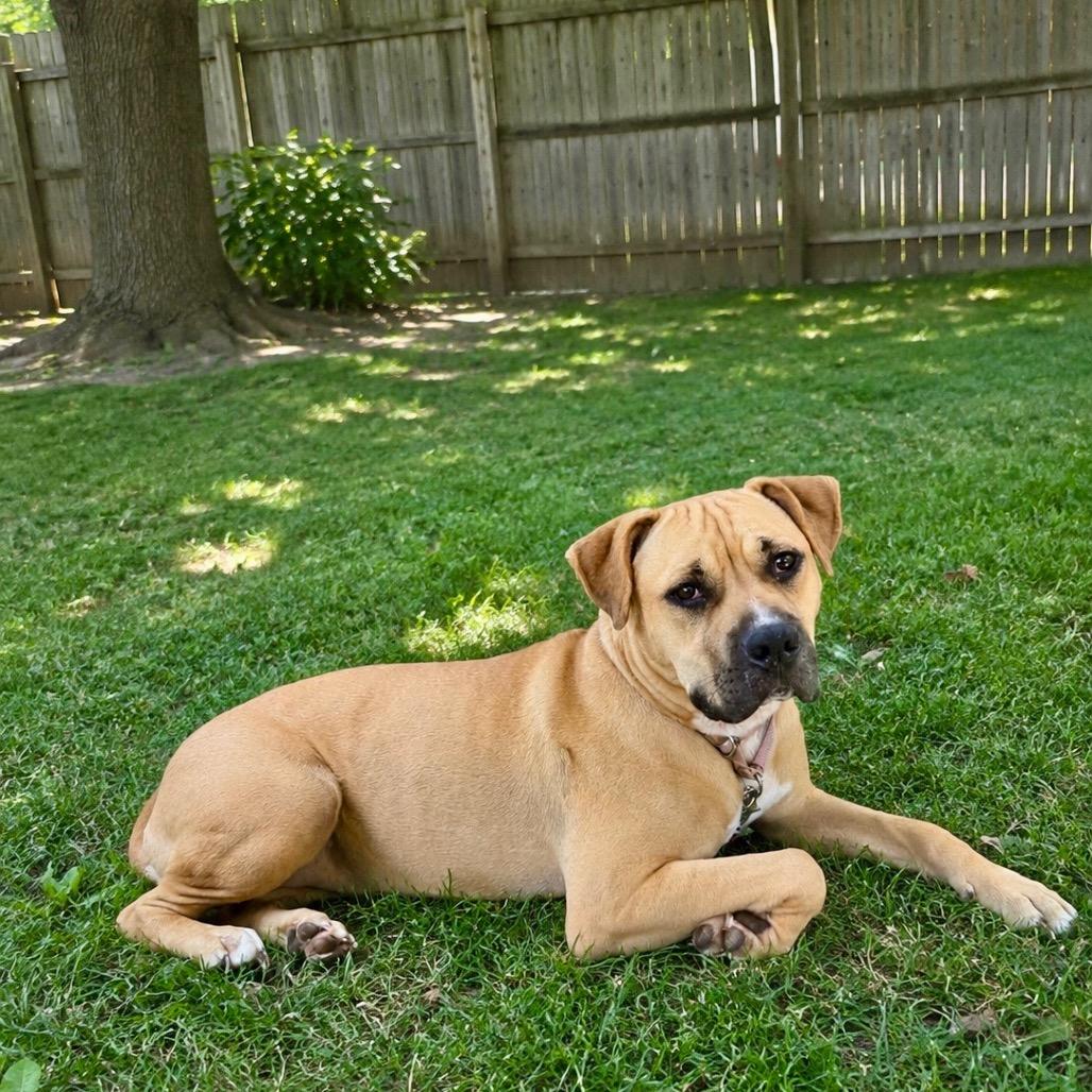 Enlarge Nova Love, a Adoptable Mixed Breed in Bartlett, TN image 3/6