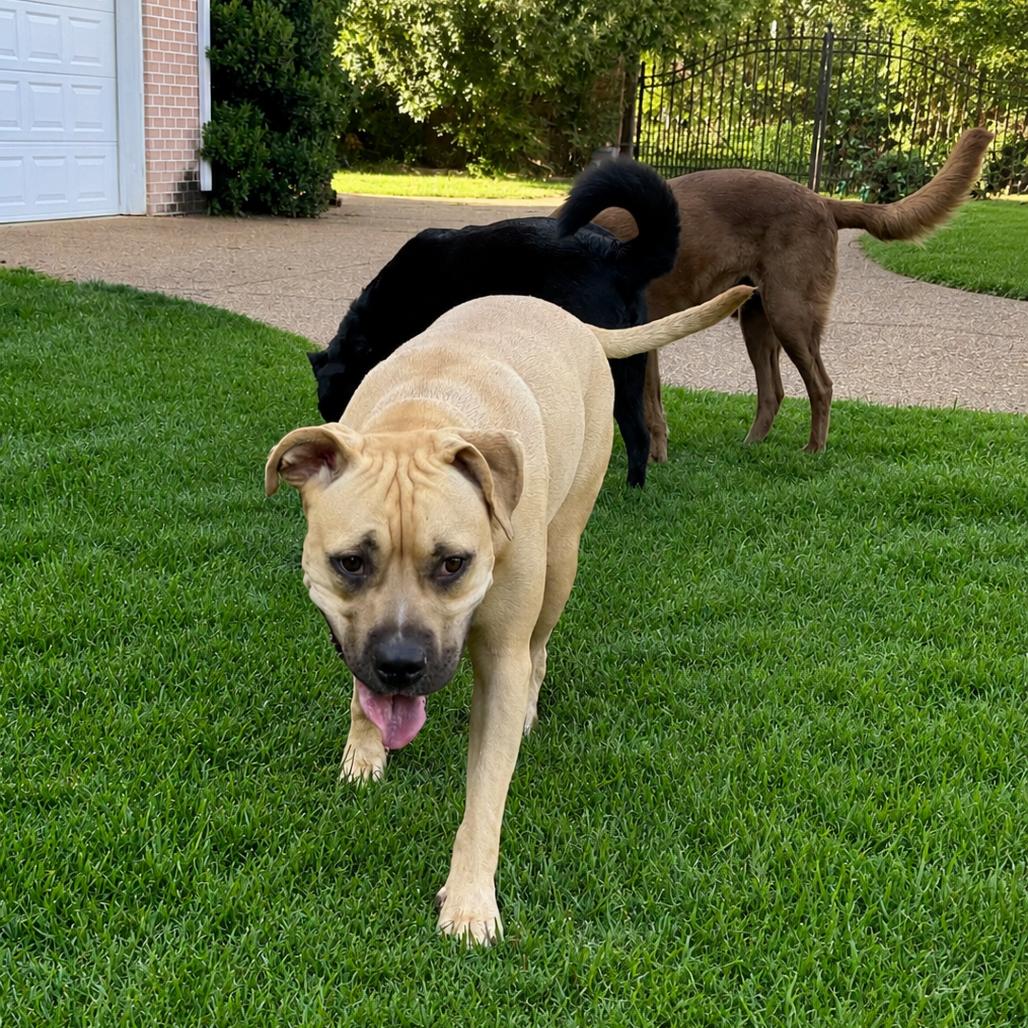 Enlarge Nova Love, a Adoptable Mixed Breed in Bartlett, TN image 5/6