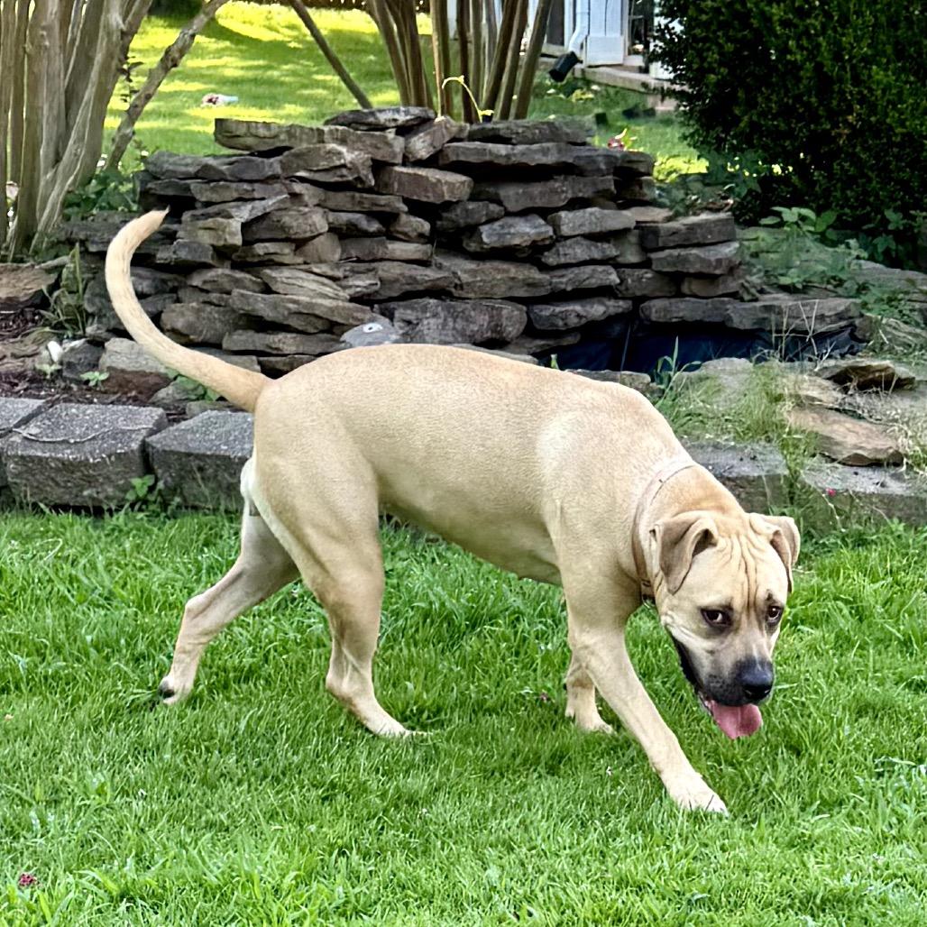Enlarge Nova Love, a Adoptable Mixed Breed in Bartlett, TN image 4/6