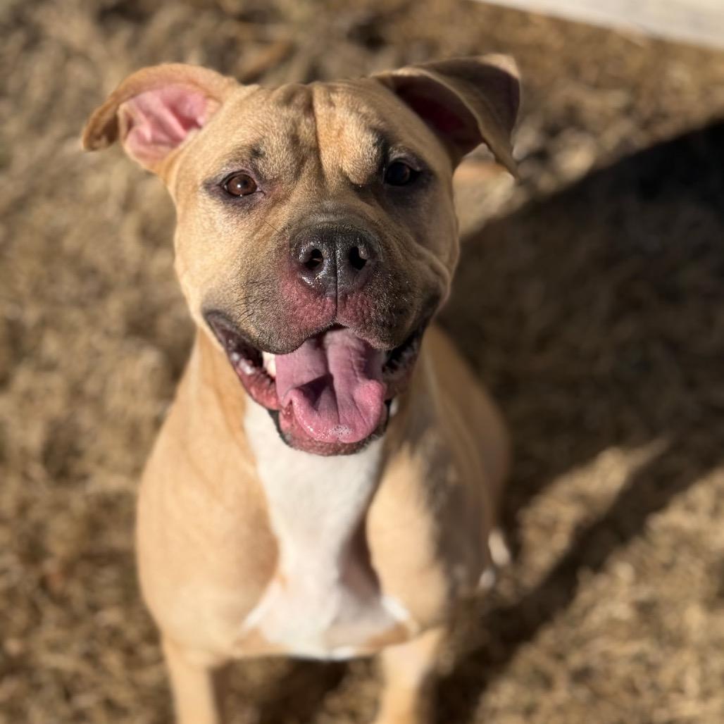 Enlarge Nova Love, a Adoptable Mixed Breed in Bartlett, TN image 6/6