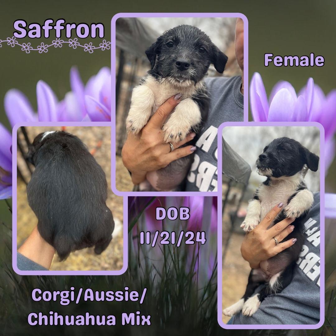 Saffron, an adopted Australian Shepherd & Corgi Mix in Lonoke, AR_image-1