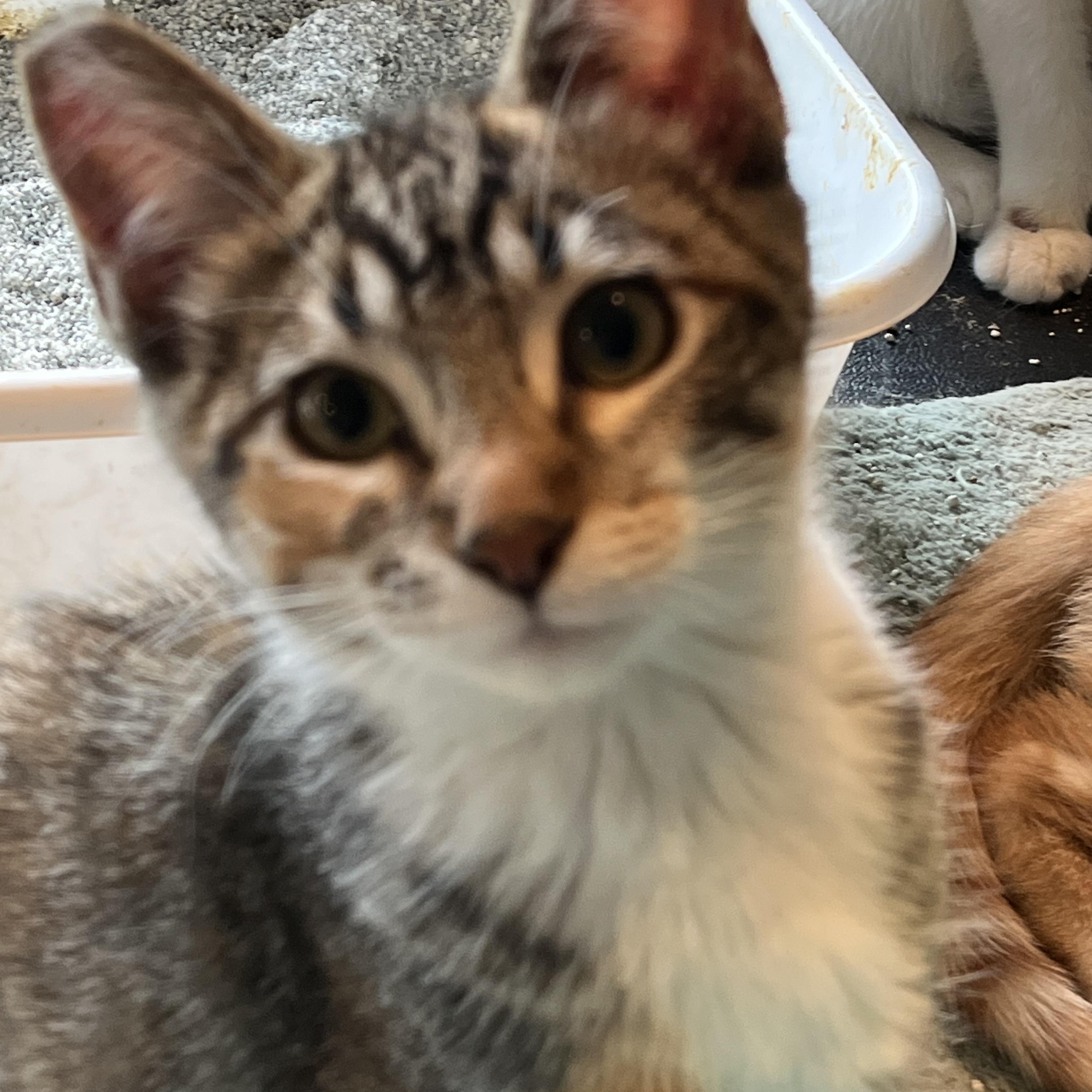 Heloise, a Adoptable Domestic Short Hair in Clackamas, OR image 3/4