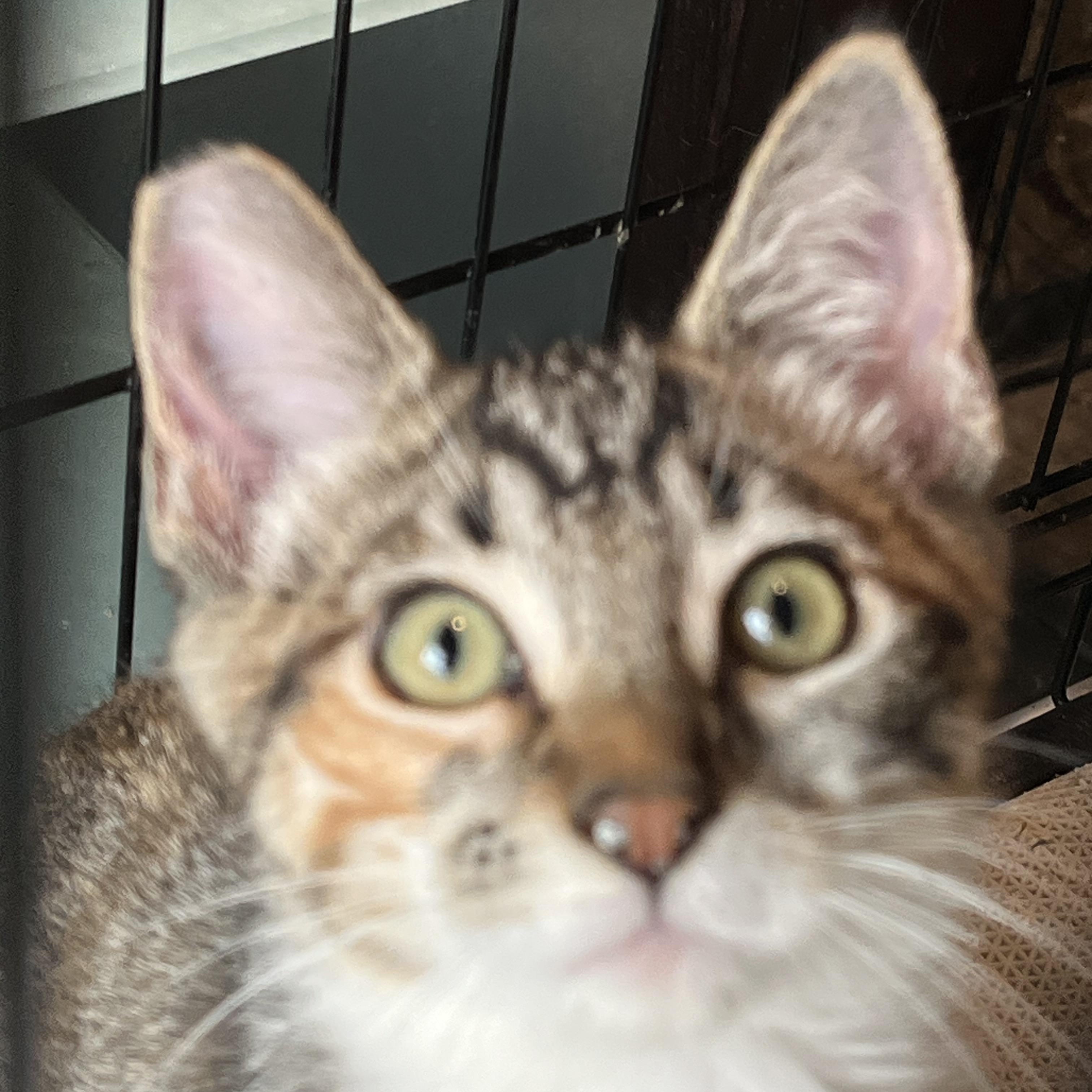 Heloise, a Adoptable Domestic Short Hair in Clackamas, OR image 4/4