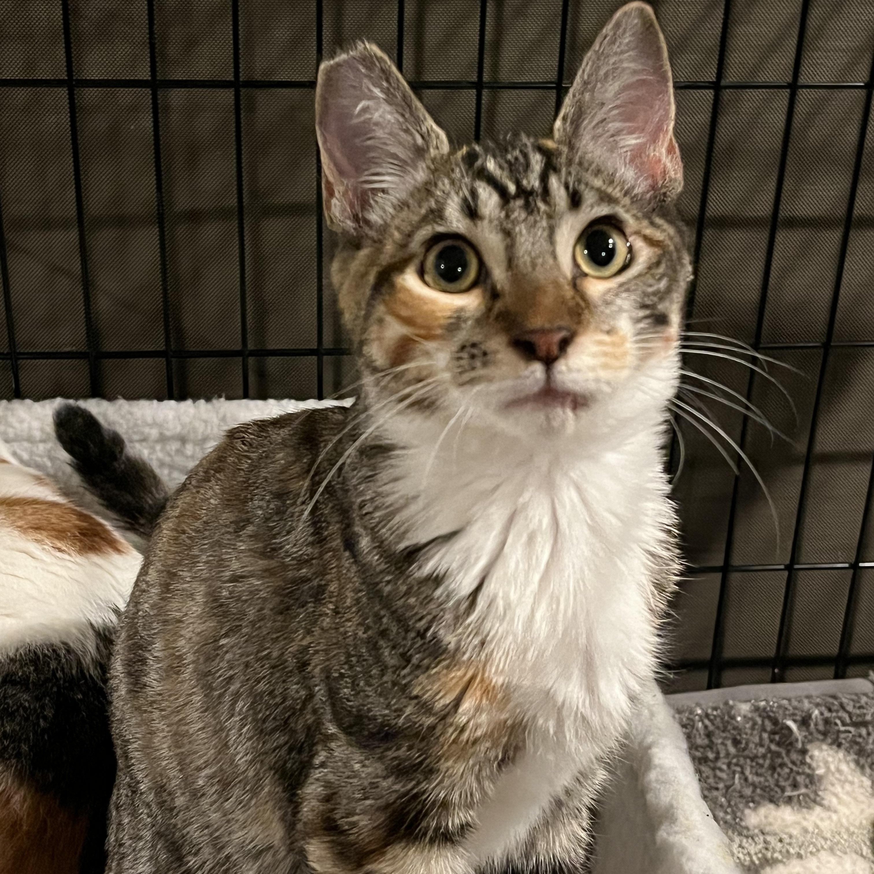 Heloise, Adoptable, Young Female Domestic Short Hair.