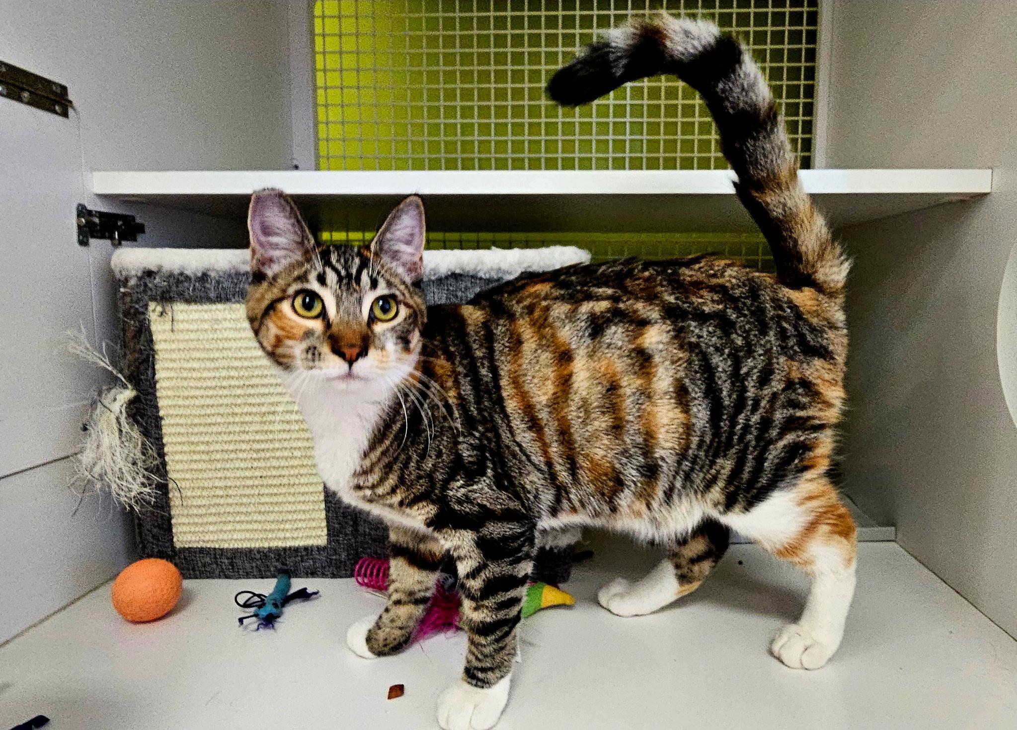 Heloise, a Adoptable Domestic Short Hair in Clackamas, OR image 2/4
