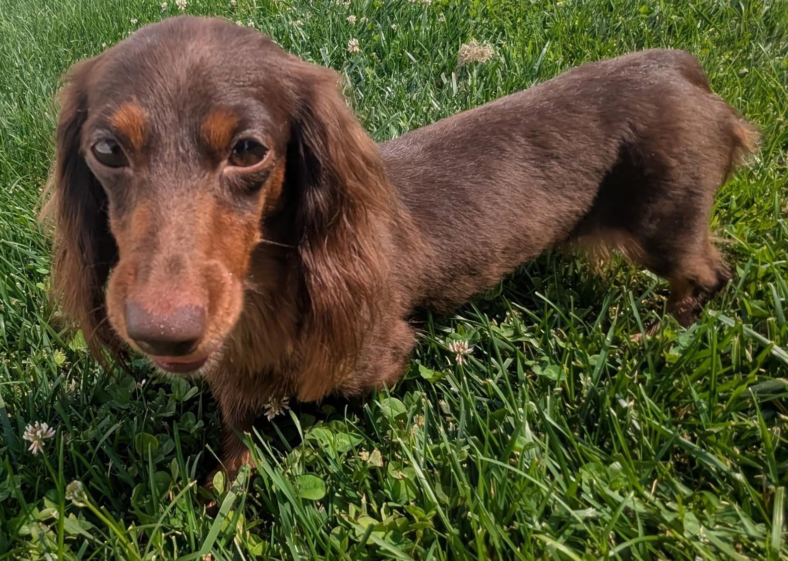 Lexie in TN, a Adoptable Dachshund in Shelbyville, TN image 2/4
