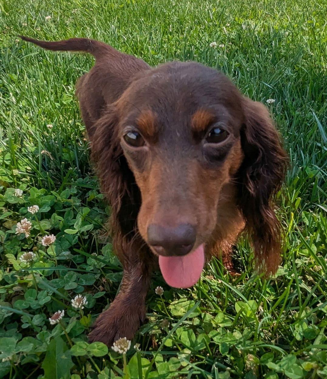 Lexie in TN, a Adoptable Dachshund in Shelbyville, TN image 4/4