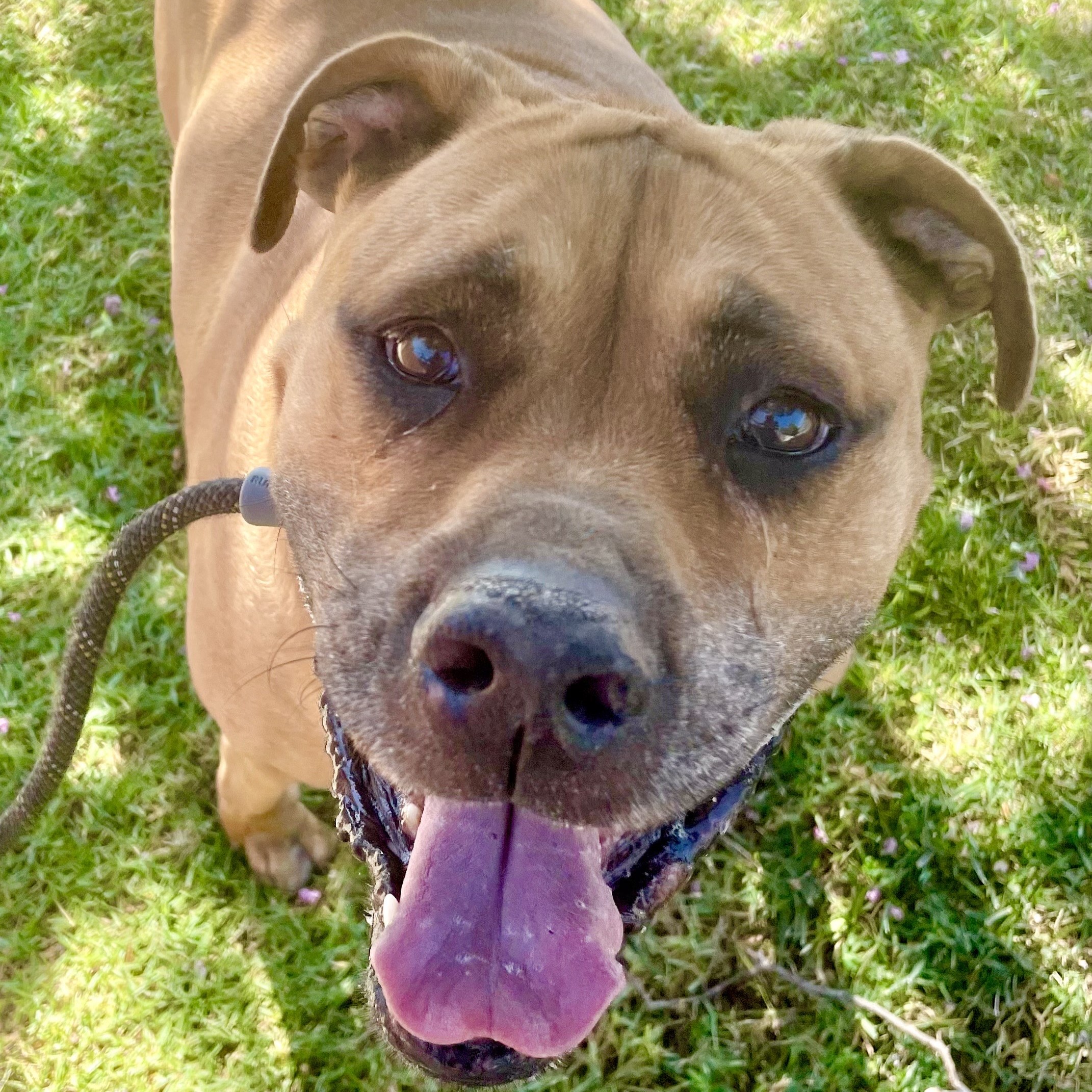 C.J. - fun loving and gentle, a Adoptable mixed breed in Sherman Oaks, CA image 3/5