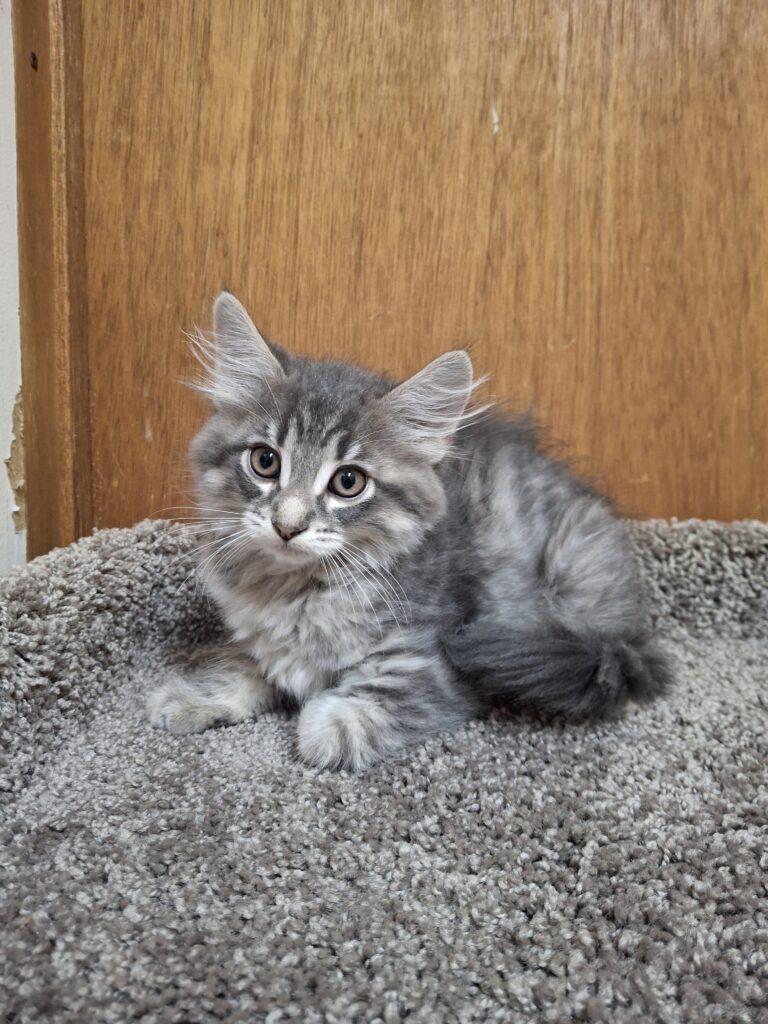 POBLANO, adopted, Young Male Tabby.