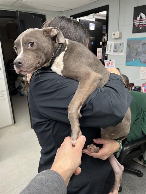 Enlarge BACH, a Adoptable American Staffordshire Terrier in Chester, SC image 1/1