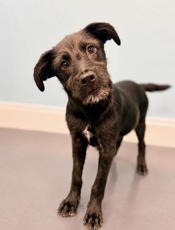 Enlarge Velcro, a Adoptable Labradoodle in Covington, LA image 2/6